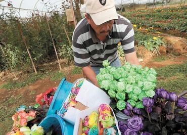 Floricultores mexiquenses, listos para el Día del Amor