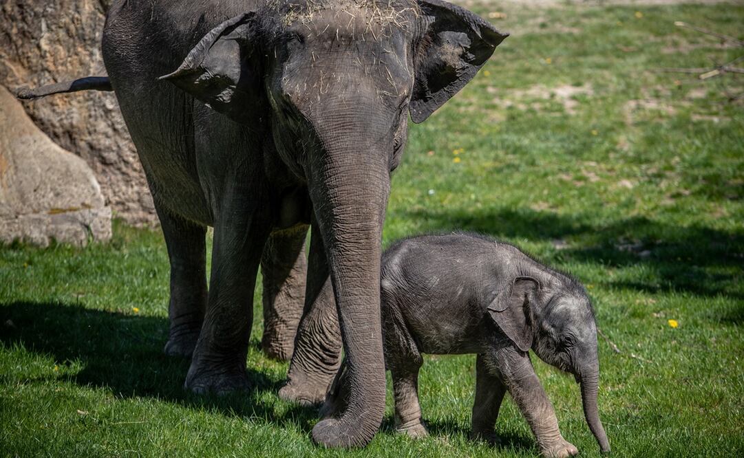 Una hembra de elefante asiático nació durante el confinamiento por el brote de nuevo coronavirus en Italia (Fotos: EFE)