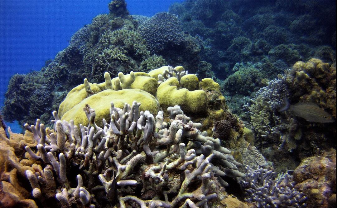 Foto: cortesía Rodrigo Navarro, archivo