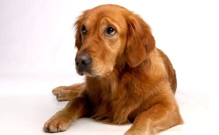 ¿Por qué tu perro te pone ojitos? Así se comunica mejor contigo