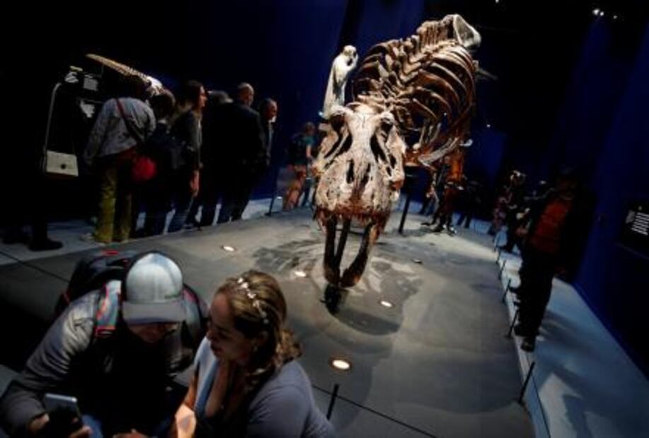 París exhibe restos de tiranosaurio rex por primera vez