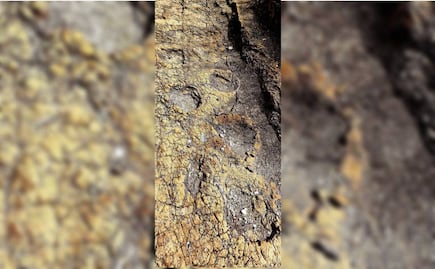 Sin dinero, la investigación de fósiles de dinosaurios