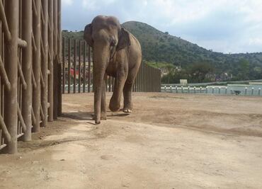 Profepa investiga muerte de elefante en Ecatepec