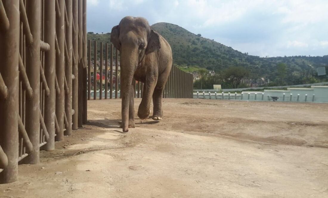 Profepa investiga muerte de elefante en Ecatepec