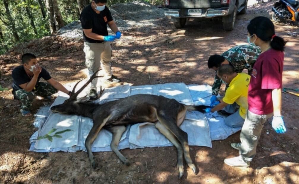 Hallan ciervo muerto en Tailandia con más de 7 kilos de plástico en su estómago 