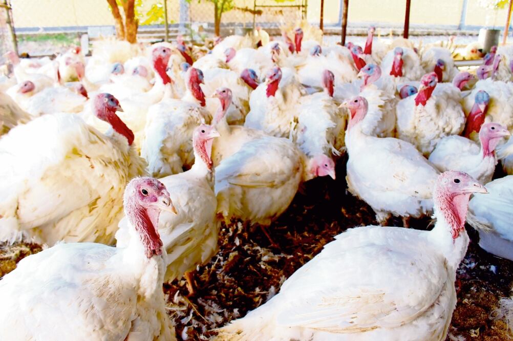 La UNA indica que la producción de pavos en México genera 600 millones de pesos anuales y se concentra en nueve entidades: Yucatán, Chihuahua, Estado de México, Puebla, Veracruz, Hidalgo, Tabasco, Chiapas y Guerrero (UNIVERSIDAD AUTÓNOMA DE CHIHUAHUA)