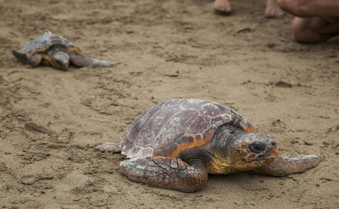 (Foto: Archivo EL UNIVERSAL)