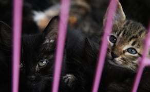 Día Internacional del Gato, en total se pusieron en adopción 10 felinos. | Foto: Carlos Mejía / El Universal.