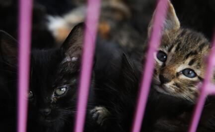 Día Internacional del Gato; adoptantes prefieren a los cachorros