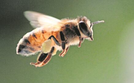 Crean app para cultivar y conocer de cerca a las abejas mayas