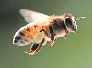 Crean app para cultivar y conocer de cerca a las abejas mayas