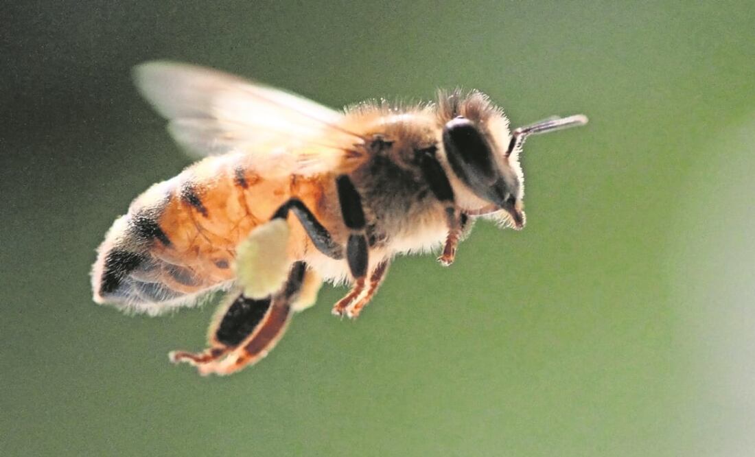 (FOTO: Archivo/EL UNIVERSAL)