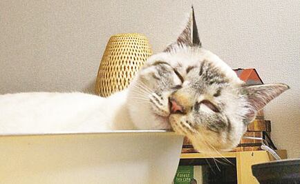 Inauguran Estancia de Espera para gatos en CU