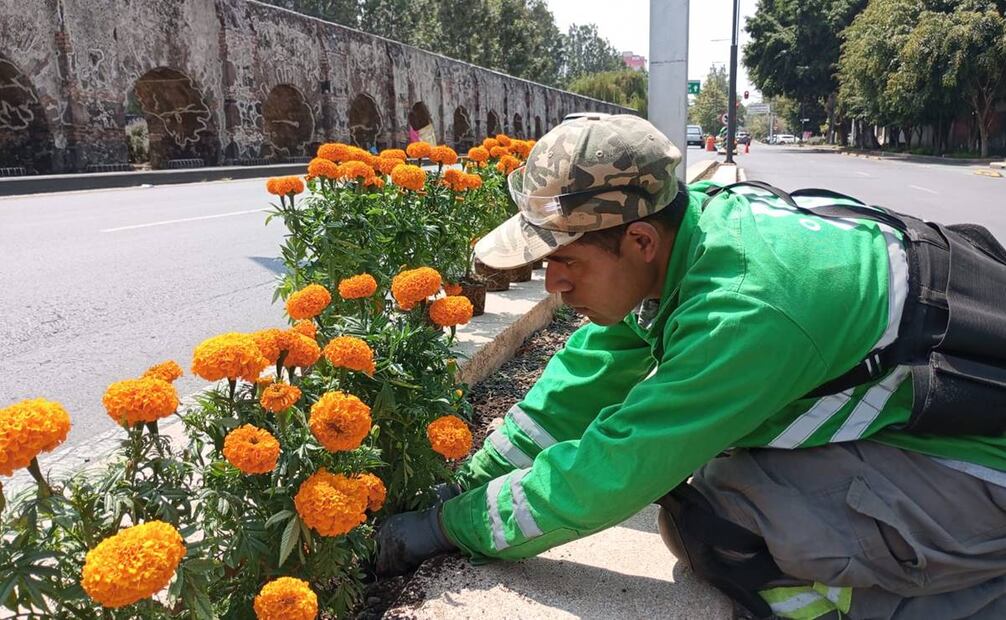 Decoran avenidas de la CDMX con flor de cempasúchil / Foto: Secretaría de Obras CDMX