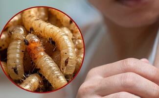 Confirman dos casos de gusano barrenador en personas en Sinaloa; ambos reciben atención médica y se mantienen estables
