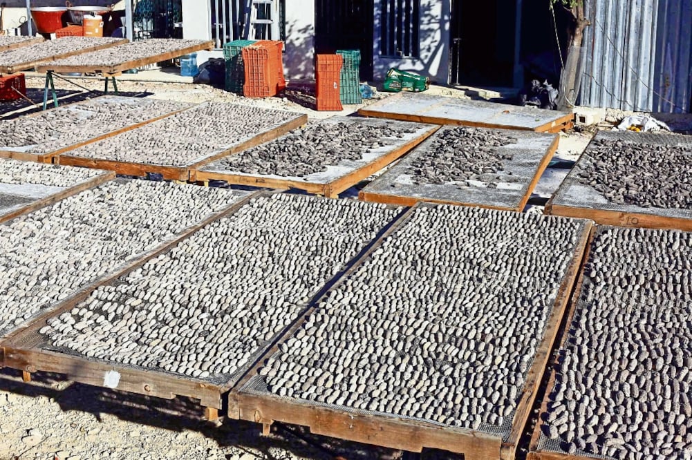 Los trabajadores inconformes señalaron que en algunas tiendas de la cadena se obtienen ganancias de hasta más de 3 millones de pesos al día (ARCHIVO EL UNIVERSAL)