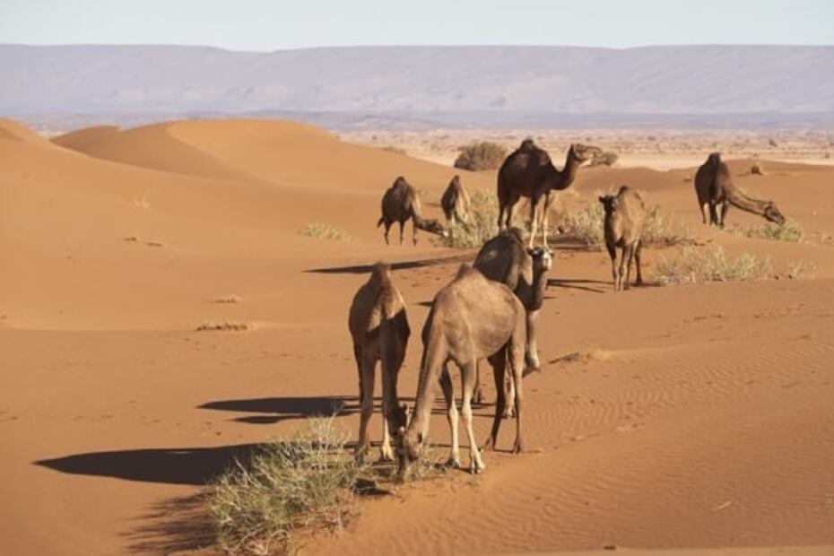 Cosas sorprendentes que debemos saber del Sahara