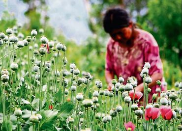 Aumentan en el país los plantíos de amapola