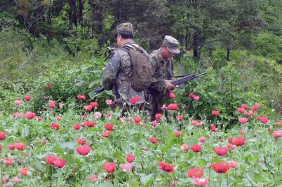 Crece el cultivo de amapola en México: DEA
