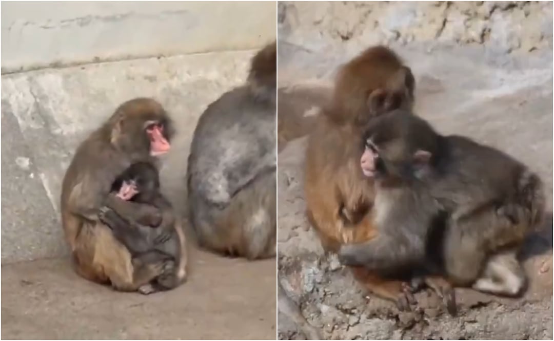 Punch, el monito viral que carga con un peluche, recibió sus primeros abrazos y muestras de afecto por parte de integrantes de la colonia de macacos del zoológico. Foto: X