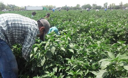 Rescatan a otros 229 jornaleros en Coahuila