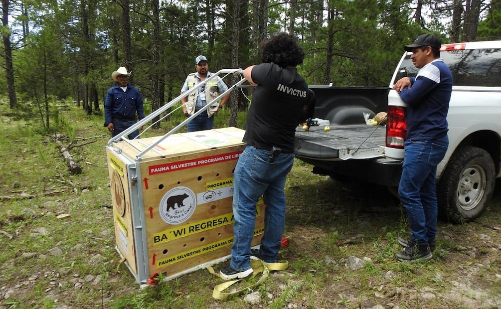 Liberan a oso negro "Ba'wi" en Chihuahua tras ser rescatado de los incendios forestales en 2025 (12/09/2026). Foto: Tomada de X (@CONANP_mx)