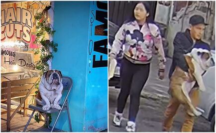 Captan a pareja que se robó a "Emilio", un bulldog en la Roma 