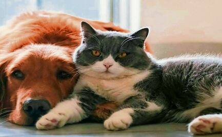 Denuncian presunto envenenamiento masivo de perros y gatos en Yucatán