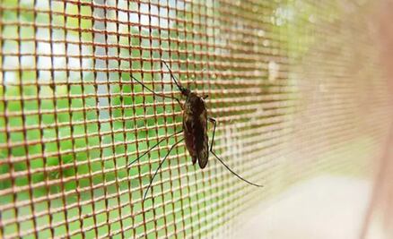Por qué los mosquitos de la malaria se han vuelto más resistentes a insecticidas 