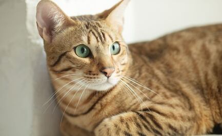 China clona por primera vez un gato con equipamiento, reactivos y consumibles propios