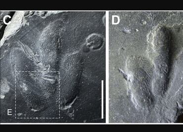 Las primeras impresiones de piel de dinosaurio perfectamente preservadas