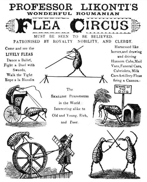 Cartel para el circo del “profesor” Likonti. Uno de sus actos era un duelo de espadas entre pulgas y lo logró pegándoles pedazos de madera a las patas frontales, que empezaban mover para quitárselas. Foto: ESPECIAL/Pinterest.
