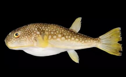 Descubren 300 especies de peces en Rusia nunca antes registradas