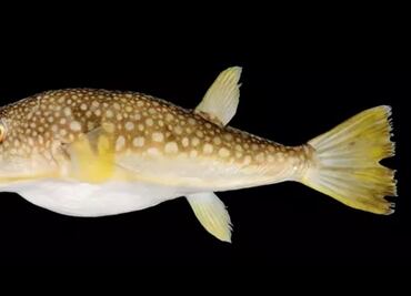 Descubren 300 especies de peces en Rusia nunca antes registradas