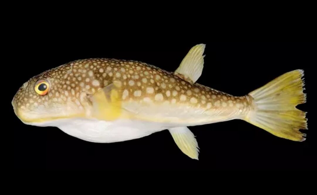 Foto: Tsu vía Europa Press