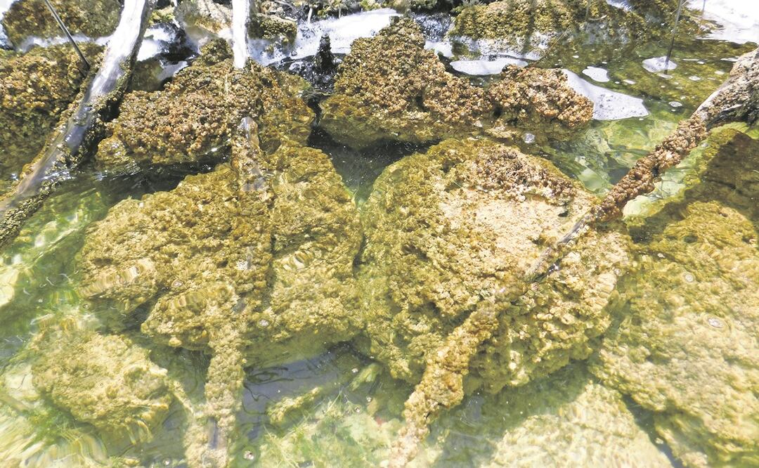 Fotografía de estromatolitos hallados en 2019, en la Laguna Azul de Señor, donde crecen encima de piedras alrededor de la orilla de la laguna, a diferencia de los estromatolitos registrados en las lagunas de Bacalar y de Chunyaxché. Foto: Arturo Bayona