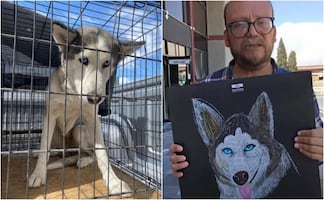 Caso Sasha: perrita que mordió a un niño en Cd Juárez; animalistas y usuarios defienden a la husky