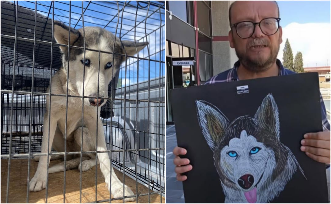 Usuarios apoyan a la perrita husky que mordió a un niño en Ciudad Juárez. Foto: DABA Redes sociales