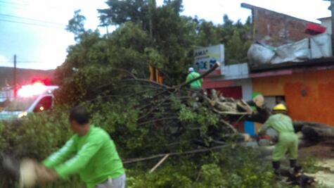 Lluvias en Chiapas derrumban 15 árboles