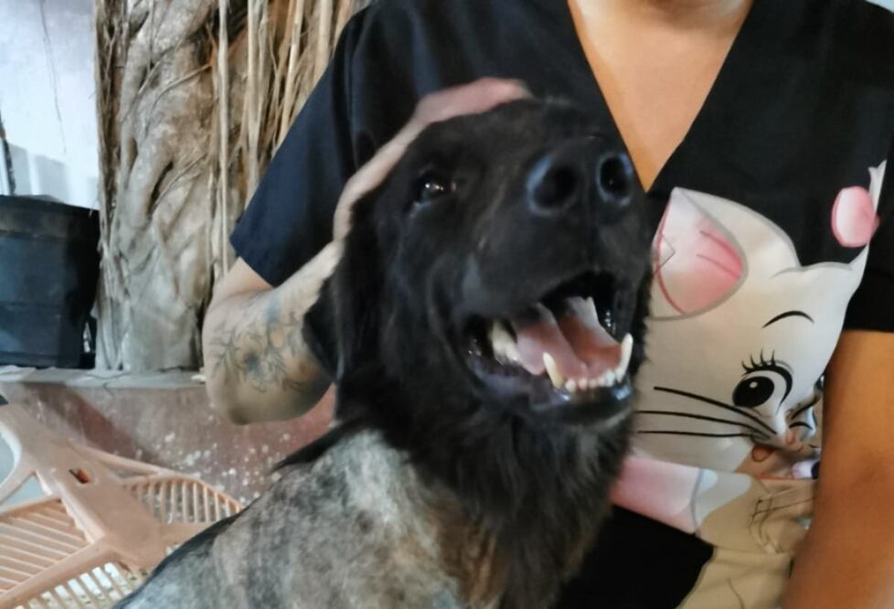 Agresor de "Negrito" es sentenciado a 10 meses de prisión por maltrato animal. (Foto: especial)