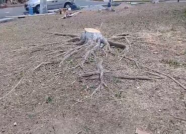 Acusan a alcalde de talar árboles para construir una fuente en Chiapas