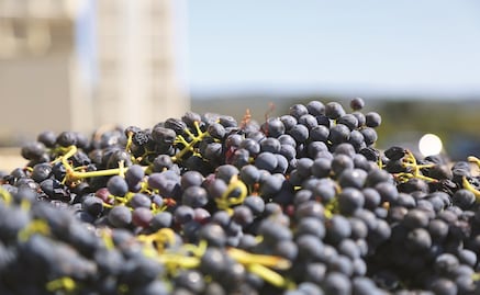 General Law for Promotion of the Wine Industry is approved