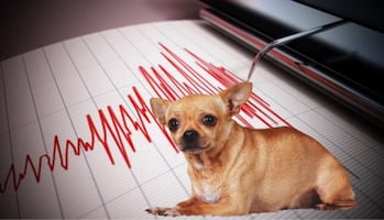 Sismo de 6.5 en CDMX: ¿cómo proteger a las mascotas durante un temblor?