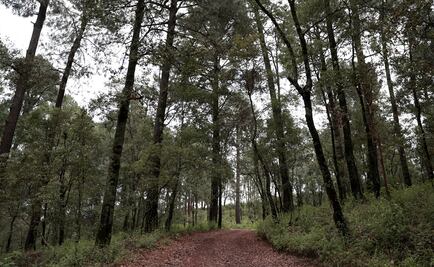 Ciencias Agroforestales, la nueva licenciatura de la UNAM