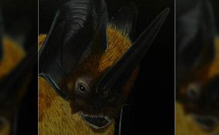 Encuentran el mamífero con las orejas más grandes 