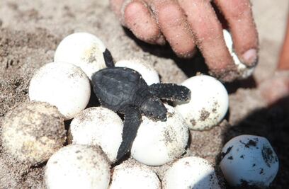 Decomisan 10 mil huevos de tortuga golfina en Oaxaca