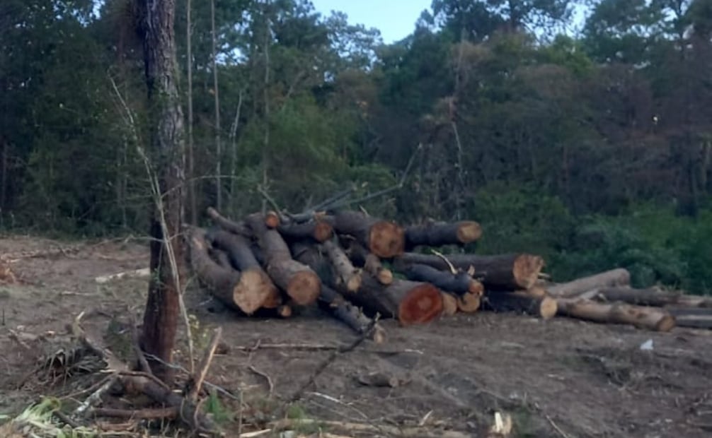 Habitantes de Huixtán, Chiapas alertan tala de 200 hectáreas; acusan intimidaciones de hombres armados.
Foto: Especial.