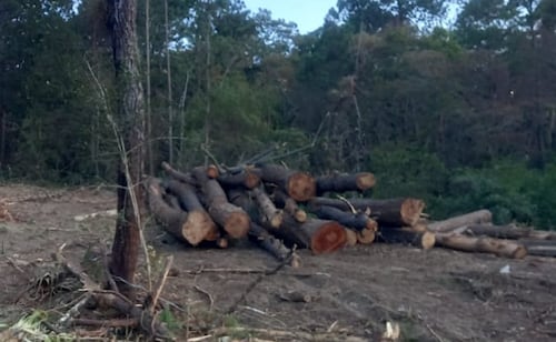 Habitantes de Huixtán, Chiapas alertan tala de 200 hectáreas; acusan intimidaciones de hombres armados.
Foto: Especial.