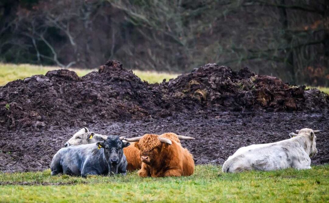 Foto: Gints Ivuskans / AFP