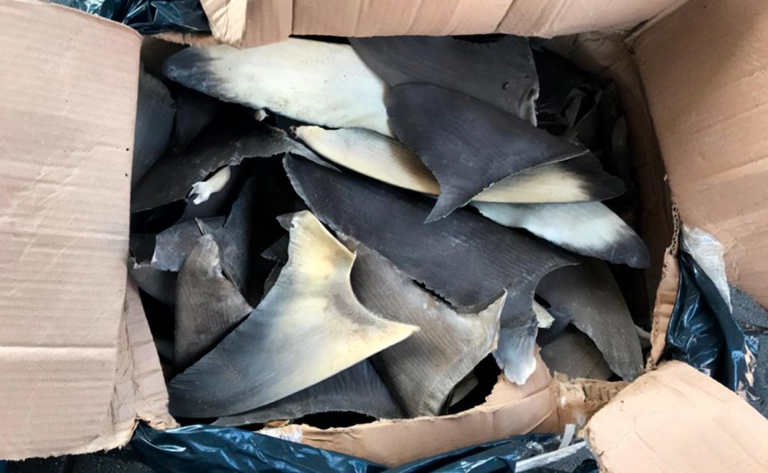 Un hombre intentó extraer hacia Filipinas 2 mil 200 kilogramos de aletas de tiburón de especies protegidas. Foto: Profepa